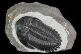 Hollardops Trilobite - Large Specimen #68644-1
